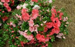 Hilda Niblett Azalea - 1 Gallon Pot -Exquisite Plants azalea hilda niblet flowers 1