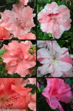 Hilda Niblett Azalea - 1 Gallon Pot -Exquisite Plants azalea hilda niblett 100 1