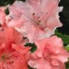 Hilda Niblett Azalea - 1 Gallon Pot -Exquisite Plants azalea hilda niblett 11 1