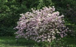 Lilacina Southern Indica Azalea - 3 Gallon Pot 9 Lilacina Southern Indica Azalea - 3 Gallon Pot -Exquisite Plants azalea indica lilacina 6