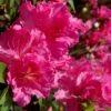 Michaele Lux Azalea - 1 Gallon Pot 2 Michaele Lux Azalea - 1 Gallon Pot -Exquisite Plants azalea michaele lux 1