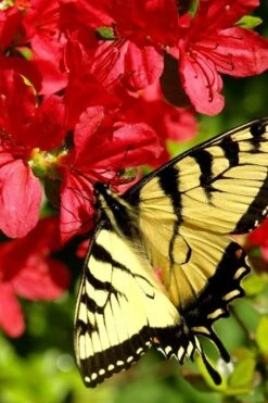 Midnight Flare Azalea - 3 Gallon Pot -Exquisite Plants azalea midnight flare 20