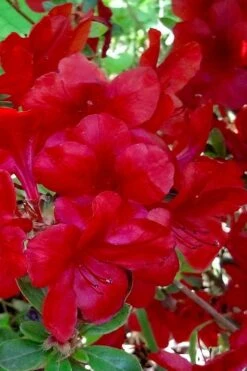 Midnight Flare Azalea - 3 Gallon Pot -Exquisite Plants azalea midnight flare 21