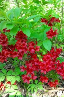 Midnight Flare Azalea - 3 Gallon Pot -Exquisite Plants azalea midnight flare 22
