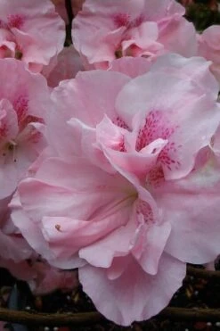 Nancy Of Robin Hill Azalea - 2 Gallon Pot 10 Nancy Of Robin Hill Azalea - 2 Gallon Pot -Exquisite Plants azalea nancy at robin hill 1