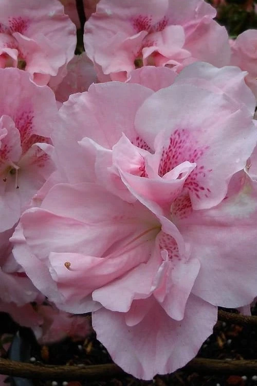 Nancy Of Robin Hill Azalea - 2 Gallon Pot 6 Nancy Of Robin Hill Azalea - 2 Gallon Pot - Image 4