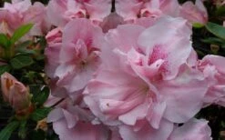 Nancy Of Robin Hill Azalea - 2 Gallon Pot 11 Nancy Of Robin Hill Azalea - 2 Gallon Pot -Exquisite Plants azalea nancy of robin hill 3