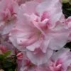 Nancy Of Robin Hill Azalea - 2 Gallon Pot -Exquisite Plants azalea nancy of robin hill 4