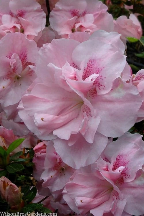 Nancy Of Robin Hill Azalea - 2 Gallon Pot 3 Nancy Of Robin Hill Azalea - 2 Gallon Pot