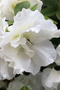 Perfecto Mundo Double White Reblooming Azalea - 3 Gallon Pot 15 Perfecto Mundo Double White Reblooming Azalea - 3 Gallon Pot -Exquisite Plants azalea perfecto mondo double white 1