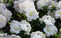 Perfecto Mundo Double White Reblooming Azalea - 3 Gallon Pot 14 Perfecto Mundo Double White Reblooming Azalea - 3 Gallon Pot -Exquisite Plants azalea perfecto mondo double white 2
