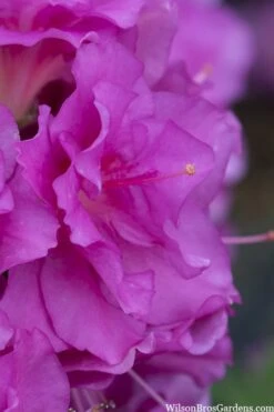 Perfecto Mundo Double Purple Reblooming Azalea - 1 Gallon Pot -Exquisite Plants azalea perfecto mondo double20purple 1