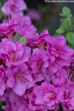 Perfecto Mundo Double Purple Reblooming Azalea - 1 Gallon Pot -Exquisite Plants azalea perfecto mondo double20purple 3