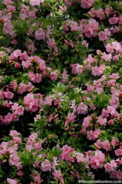 Perfecto Mundo Double Pink Reblooming Azalea - 2 Gallon Pot 12 Perfecto Mundo Double Pink Reblooming Azalea - 2 Gallon Pot -Exquisite Plants azalea perfecto mundo double pink 1