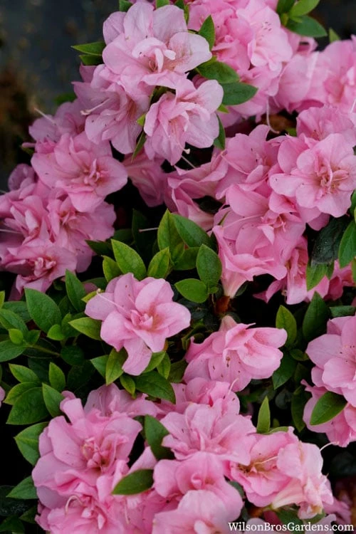 Perfecto Mundo Double Pink Reblooming Azalea - 2 Gallon Pot 8 Perfecto Mundo Double Pink Reblooming Azalea - 2 Gallon Pot - Image 6