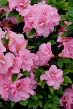 Perfecto Mundo Double Pink Reblooming Azalea - 2 Gallon Pot 11 Perfecto Mundo Double Pink Reblooming Azalea - 2 Gallon Pot -Exquisite Plants azalea perfecto mundo double pink 4