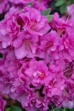Perfecto Mundo Double Purple Reblooming Azalea - 1 Gallon Pot -Exquisite Plants azalea perfecto mundo double purple 500x750 1