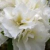 Perfecto Mundo Double White Reblooming Azalea - 3 Gallon Pot 2 Perfecto Mundo Double White Reblooming Azalea - 3 Gallon Pot -Exquisite Plants azalea perfecto mundo double white 8