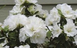 Perfecto Mundo Double White Reblooming Azalea - 3 Gallon Pot 12 Perfecto Mundo Double White Reblooming Azalea - 3 Gallon Pot -Exquisite Plants azalea perfecto mundo double white 9