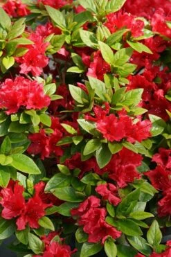 Perfecto Mundo Red Reblooming Azalea - 3 Pack Of Quart Pots 14 Perfecto Mundo Red Reblooming Azalea - 3 Pack Of Quart Pots -Exquisite Plants azalea perfecto mundo red 2