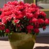 Perfecto Mundo Red Reblooming Azalea - 2 Gallon Pot 1 Perfecto Mundo Red Reblooming Azalea - 2 Gallon Pot -Exquisite Plants azalea perfecto mundo red 3 1