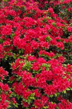 Perfecto Mundo Red Reblooming Azalea - 3 Pack Of Quart Pots 13 Perfecto Mundo Red Reblooming Azalea - 3 Pack Of Quart Pots -Exquisite Plants azalea perfecto mundo red 5