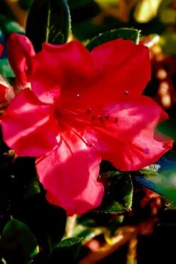 Perfecto Mundo Red Reblooming Azalea - 2 Gallon Pot 15 Perfecto Mundo Red Reblooming Azalea - 2 Gallon Pot -Exquisite Plants azalea perfecto mundo red 6 1