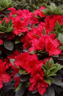 Perfecto Mundo Red Reblooming Azalea - 2 Gallon Pot 12 Perfecto Mundo Red Reblooming Azalea - 2 Gallon Pot -Exquisite Plants azalea perfecto mundo red 8 1
