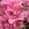 Perfecto Mundo Double Pink Reblooming Azalea - 2 Gallon Pot -Exquisite Plants azalea perfectomundo double pink 100