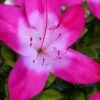 Vibrant Azalea (Harris Hybrid) - 3 Gallon Pot -Exquisite Plants azalea vibrant 100