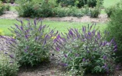 Lo & Behold Blue Chip Junior Butterfly Bush - 5 Pack Of Quart Pots -Exquisite Plants buddleia blue chip junior butterfly bush 2