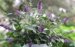 Lo & Behold Blue Chip Junior Butterfly Bush - 5 Pack Of Quart Pots -Exquisite Plants buddleia blue chip junior butterfly bush 6