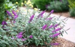 Lo & Behold Blue Chip Junior Butterfly Bush - 5 Pack Of Quart Pots -Exquisite Plants buddleia blue chip junior butterfly bush 7