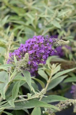 Lo & Behold Blue Chip Junior Butterfly Bush - 5 Pack Of Quart Pots -Exquisite Plants buddleia blue chip junior butterfly bush 8