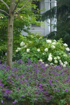 Lo & Behold Blue Chip Junior Butterfly Bush - 5 Pack Of Quart Pots -Exquisite Plants buddleia blue chip junior butterfly bush 9