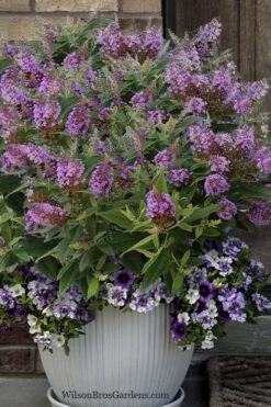 Dapper Lavender Butterfly Bush - 2 Gallon Pot -Exquisite Plants buddleia davidii dapper lavender butterfly bush 3