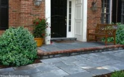 Gordo Boxwood - 5 Pack Of Quart Pots 14 Gordo Boxwood - 5 Pack Of Quart Pots -Exquisite Plants buxus gordo boxwood 2