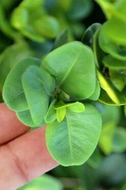 Gordo Boxwood - 5 Pack Of Quart Pots 12 Gordo Boxwood - 5 Pack Of Quart Pots -Exquisite Plants buxus gordo boxwood 3