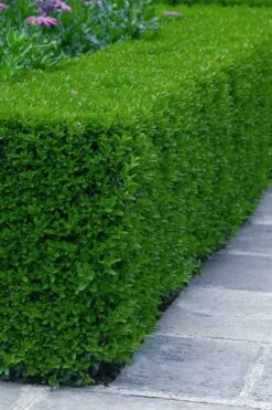 Gordo Boxwood - 5 Pack Of Quart Pots 15 Gordo Boxwood - 5 Pack Of Quart Pots -Exquisite Plants buxus gordo boxwood 5