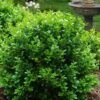 Little Missy Dwarf Boxwood - 6 Pack Of 1 Gallon Pots 2 Little Missy Dwarf Boxwood - 6 Pack Of 1 Gallon Pots -Exquisite Plants buxus microphylla little missy dwarf boxwood 1