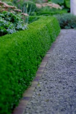 Little Missy Dwarf Boxwood - 6 Pack Of 1 Gallon Pots -Exquisite Plants buxus microphylla little missy dwarf boxwood 3