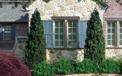 Arctic Emerald Columnar Boxwood - 6 Pack Of 1 Gallon Pots -Exquisite Plants buxus sempervirens arctic emerald boxwood 103