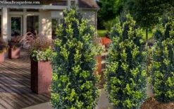 Arctic Emerald Columnar Boxwood - 6 Pack Of 1 Gallon Pots -Exquisite Plants buxus sempervirens arctic emerald boxwood 105