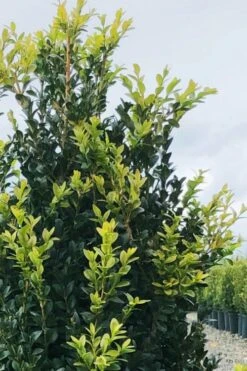 Arctic Emerald Columnar Boxwood - 6 Pack Of 1 Gallon Pots -Exquisite Plants buxus sempervirens arctic emerald boxwood 12