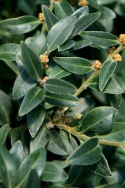 Arctic Emerald Columnar Boxwood - 6 Pack Of 1 Gallon Pots -Exquisite Plants buxus sempervirens arctic emerald boxwood 16