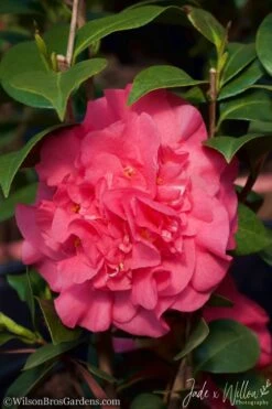 Ack-Scent Fragrant Pink Camellia Japonica - 1 Gallon Pot -Exquisite Plants camellia ack scent jw 2