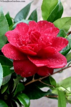 Altheaflora Camellia - 3 Gallon Pot -Exquisite Plants camellia altheaflora 1