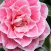 Brilliant Gem Fragrant Camellia Japonica - Herme - 3 Gallon Pot 1 Brilliant Gem Fragrant Camellia Japonica - Herme - 3 Gallon Pot -Exquisite Plants camellia herrmes 5 1