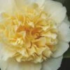 Jury's Yellow Camellia - 3 Gallon Pot -Exquisite Plants camellia japonica jurys yellow 100