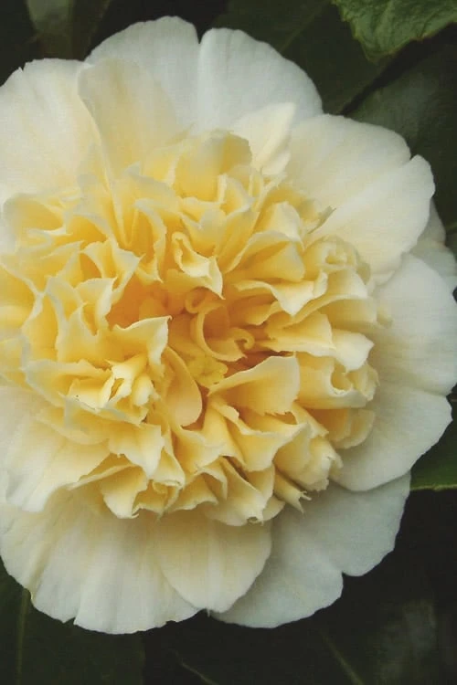 Jury's Yellow Camellia - 3 Gallon Pot 3 Jury's Yellow Camellia - 3 Gallon Pot